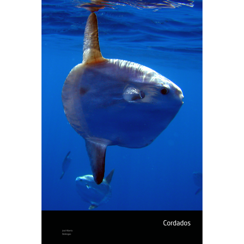 Marine Life Guide to Portugal, the Azores & Madeira